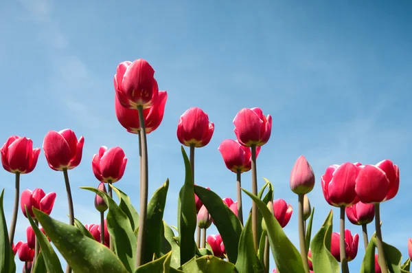 Schöne Blumen Tulpen gegen den Himmel (Entspannung, Meditation — Stockfoto