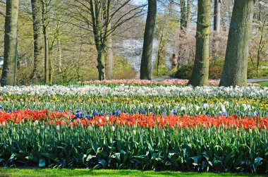 Güzel manzara ile bir ağaçlar ve çiçeklerle parkta Keukenh