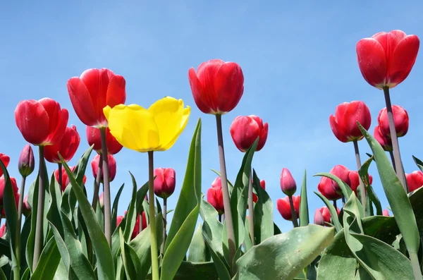 Schöne Blumen Tulpen gegen den Himmel (Entspannung, besondere, e — Stockfoto