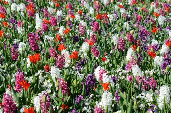 Яркий фон цветной капусты с весенними цветами (антистресс , — стоковое фото