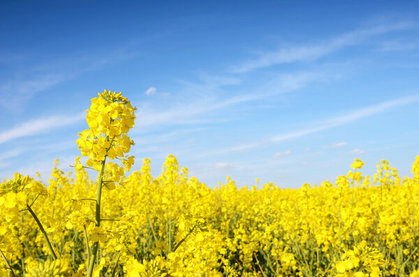 Fabulous beautiful yellow rape flowers on a background of blue s