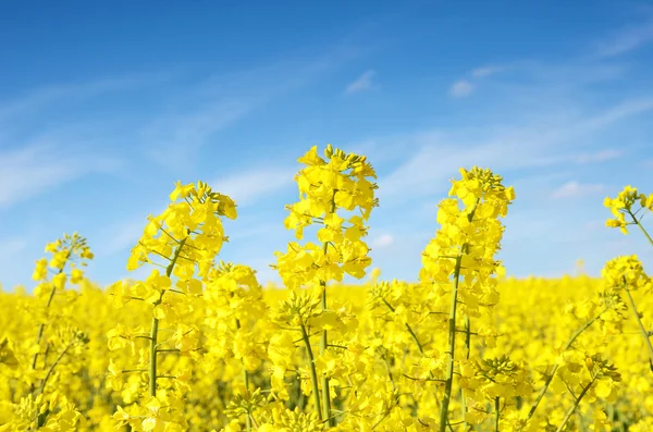 Muhteşem güzel sarı tecavüz çiçek mavi s bir arka plan üzerinde