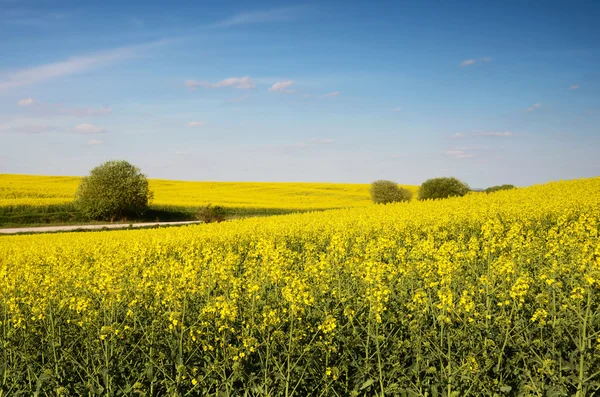 Krásná krajina s žlutou řepkové pole a modrá obloha s — Stock fotografie