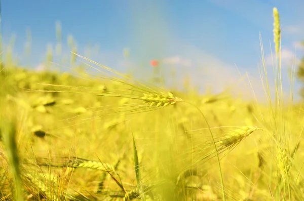 Fairy landscape with ears of barley against the sky in gold tone — Stock Photo, Image