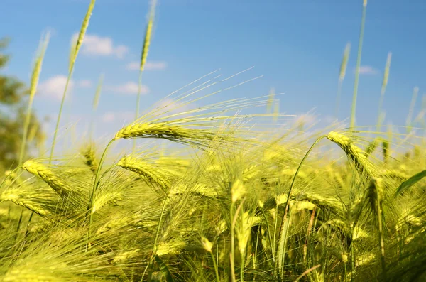 Scenic landscape with ears of barley against the sky in gold ton — Stock Photo, Image