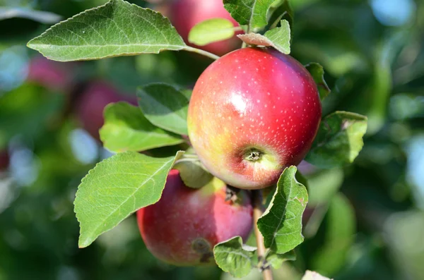 Maçãs maduras frescas no ramo da macieira no jardim — Fotografia de Stock