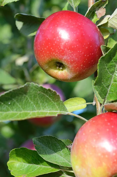 Manzanas frescas maduras en la rama del manzano en el jardín — Foto de Stock
