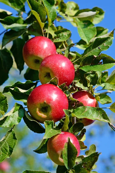Свежие спелые яблоки на ветке яблони в саду — стоковое фото