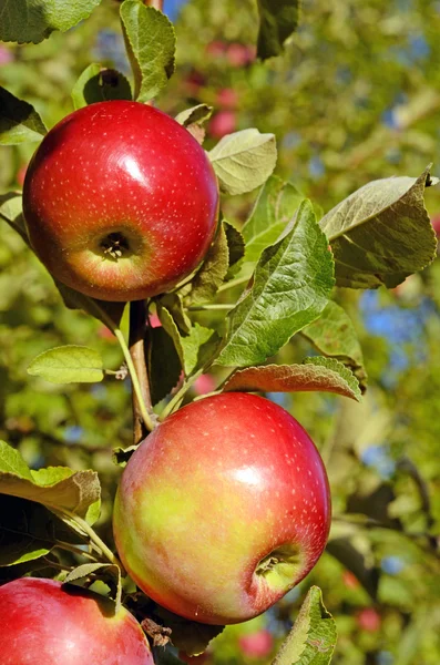 Manzanas frescas maduras en la rama del manzano en el jardín — Foto de Stock