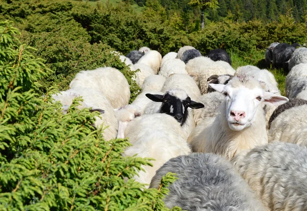 Young white sheep on pasture among juniper — Stok fotoğraf