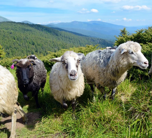 Three cute sheeps in a pasture on a background of mountains — Stok fotoğraf