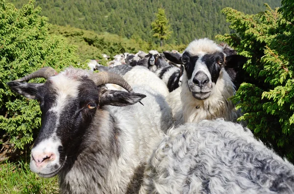 İki sevimli koyun arazide ardıç arasında — Stok fotoğraf
