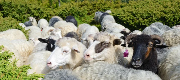 Three smiling sheep in the pasture (white and black) — Stok fotoğraf