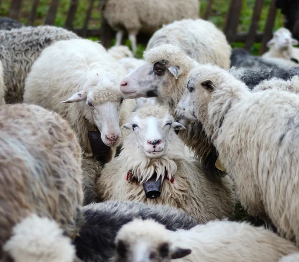 Çoban koyunlarında gülümseyen koyun (tanıma, çevre, neşe, — Stok fotoğraf