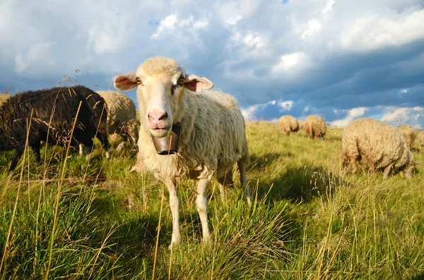 Cute sheep on meadow in mountains — Stok fotoğraf