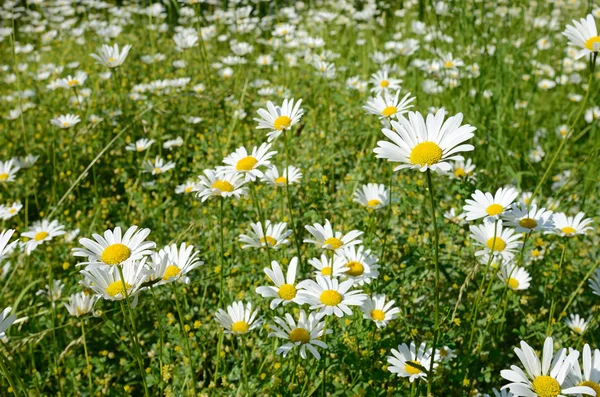 Chamomile flowers in a sunny Meadow (peace, health, magic, desir — 스톡 사진