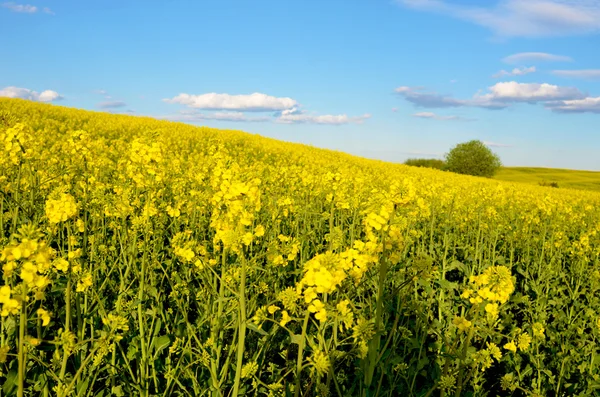 Bela paisagem com arbusto solitário no campo de estupro amarelo e bl — Fotografia de Stock