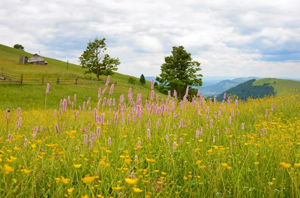 Beautiful landscape with meadow of wildflowers on a background o — Stock fotografie