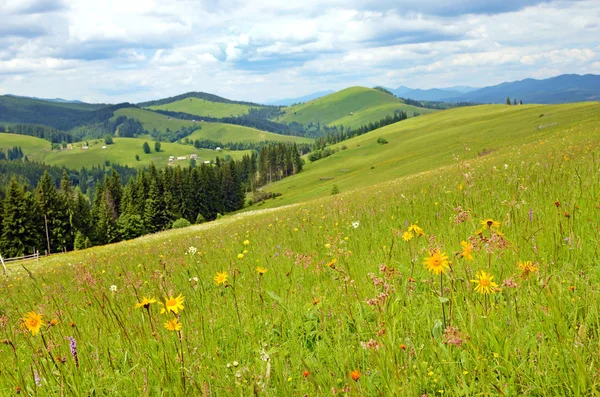 Beautiful landscape with meadow of wildflowers on a background o — Stock Photo, Image