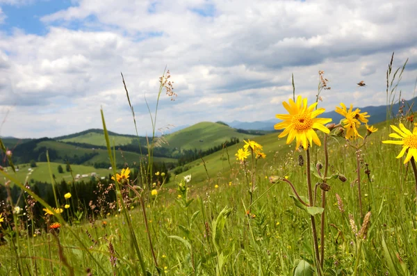 Bela paisagem com prado de flores silvestres em um fundo o — Fotografia de Stock