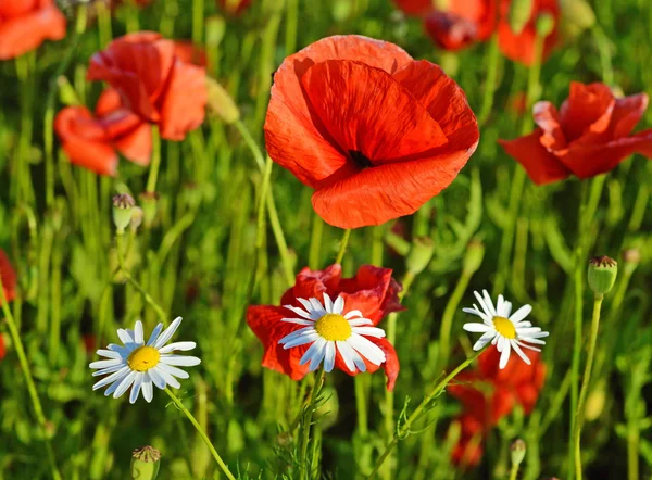 Flor de papoula e três camomilas em um campo (mulher e homem, chi — Fotografia de Stock