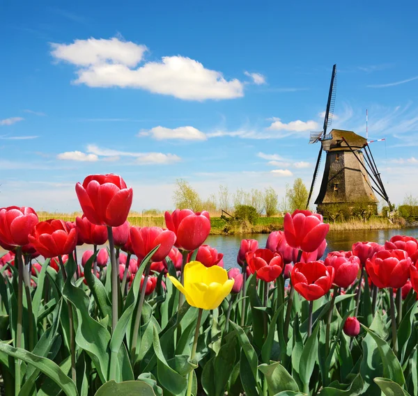 Fabuloso paisaje de Molino y tulipanes en Holanda — Foto de Stock