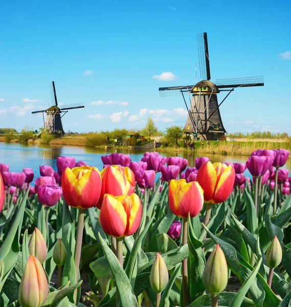 Fabuloso paisaje de Molino y tulipanes en Holanda — Foto de Stock