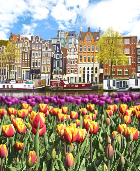 Wunderschöne landschaft mit tulpen und häusern in amsterdam, holland — Stockfoto