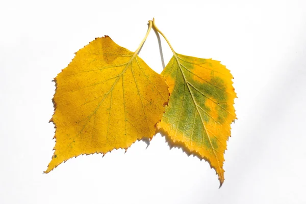 Два жовтих листя тополя крупним планом (пара, кохання, почуття - кон — стокове фото