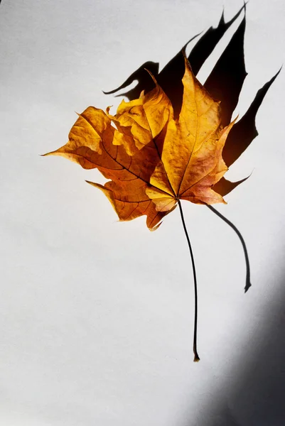 Żółty jesienny liść z mystic cień (strach, przerażenie, nerwice, e — Zdjęcie stockowe