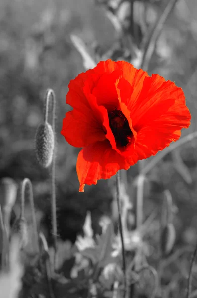 Coquelicot fleur sur fond noir et blanc (Jour de la mémoire de la victime — Photo