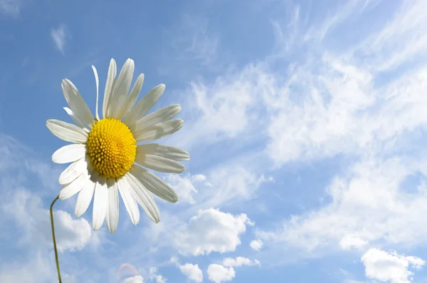 Camomilla fiore primo piano contro il cielo (pace, salute, magia , — Foto Stock