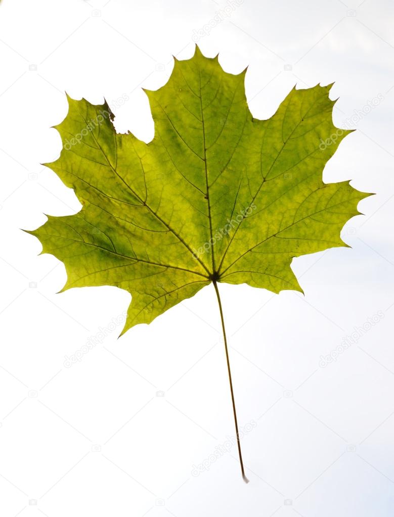Green maple leaf against the sky close up