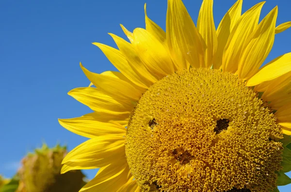 Fragmento de girasol con los ojos cerrados contra el cielo azul (n —  Fotos de Stock