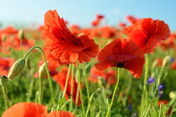 Le paysage charmant avec des fleurs sauvages et des coquelicots sur un d ensoleillé — Photo