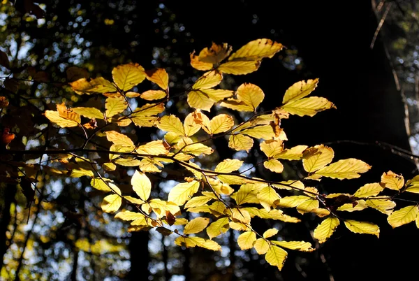 Folhas amarelas de outono em um galho de árvore na floresta à luz do sol — Fotografia de Stock