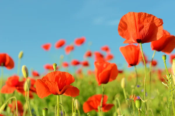 Pemandangan menawan dengan bunga poppy di hari yang cerah terhadap langit — Stok Foto