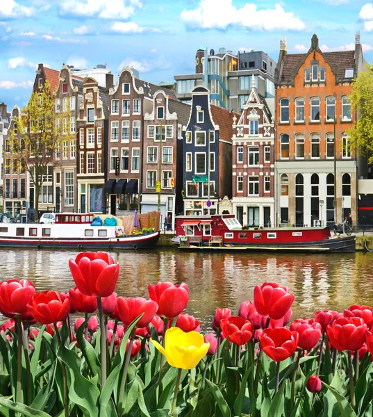 Beautiful landagriculture; architecture; canal; clouds; culture; dutch; ecology; energy; environmental; europe; european; farm; field; flora; flowers; friendly; green; heritage; historic; holland; kinscape with tulips and houses in Amsterdam, Holland — Stock Photo, Image