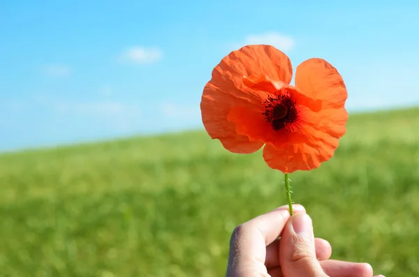 Vallmo blomma med orden "Remembrance day. Lest vi glömmer — Stockfoto