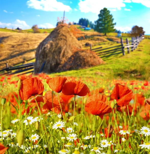 El encantador paisaje con amapolas y margaritas sobre un fondo —  Fotos de Stock