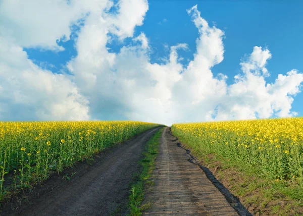 Beautiful landscape with road to the blue sky in the midst of a — Stock fotografie