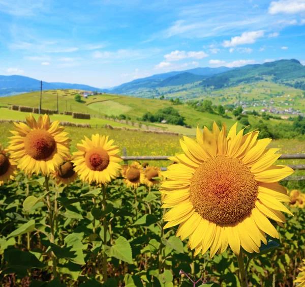 The beautiful landscape of sunflowers on a background of mountai — Stock fotografie