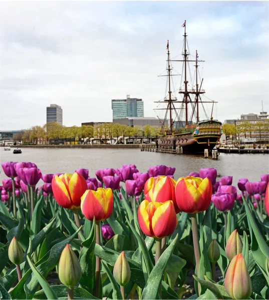 水と Amsterd のチューリップの船と美しい風景 — ストック写真