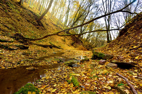 Mystical landscape in the autumn forest (light, good and evil, e