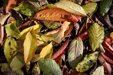 Düşen yapraklar ile doğal sonbahar arka plan