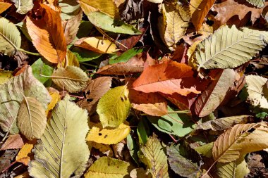 Düşen yapraklar ile doğal sonbahar arka plan