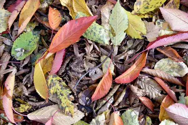 Latar belakang musim gugur alami dengan daun yang jatuh — Stok Foto