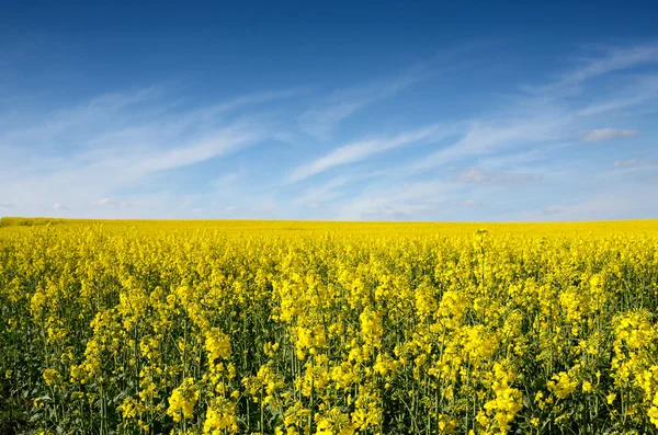 Grandes nuvens no céu azul sobre o campo de estupro amarelo — Fotografia de Stock