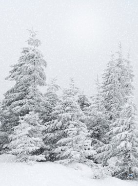 Ormanda kar yağışı sırasında güzel kış manzarası