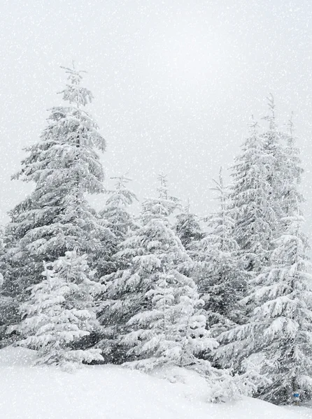 Bellissimo paesaggio invernale durante le nevicate nei boschi — Foto Stock